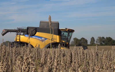 La importancia del cultivo del sorgo en Paraguay