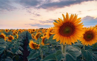 Beneficios del cultivo de girasol en Paraguay: la joya dorada de los campos