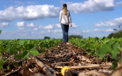 ¿Por qué debo hacer siembra en campo limpio?