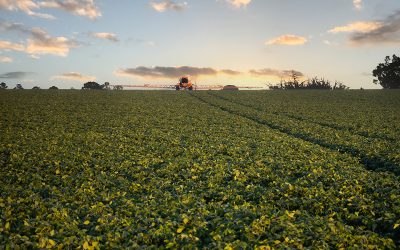 El Cultivo de Soja en Paraguay: Un Eje Transformador de Economía y Agricultura