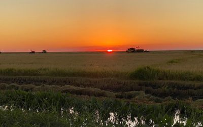 La Revolución del Arroz Paraguayo “: Tradición, Calidad y Sostenibilidad.