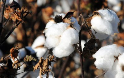 Desafíos y Oportunidades en el Cultivo de Algodón en Paraguay