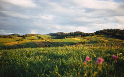 Silvicultura y Agroforestería: Un Llamado a la Acción Sostenible