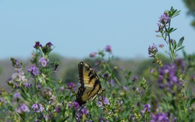 El Cultivo de Alfalfa en Paraguay: Reina de las Forrajeras