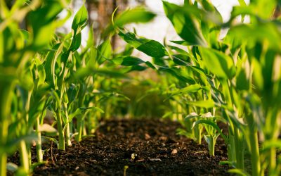 La Erosión del Suelo y Calidad en Áreas de Cultivo en Paraguay.