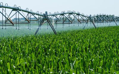 Uso Eficiente del Agua en la Agricultura: Técnicas Modernas para la Conservación