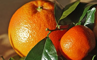 El avance de la producción de Naranjas en Paraguay.