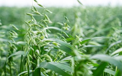 Impacto y Evolución: La Creciente Producción de Avena en Paraguay.