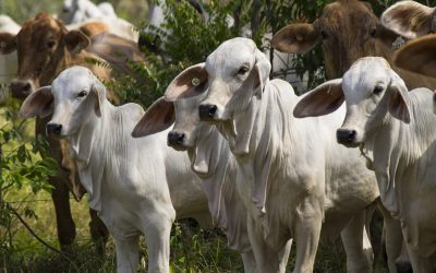 El Auge Ganadero en Paraguay: Impulso y Perspectivas del Sector Bovino.