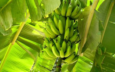 Paraguay: Innovación y Crecimiento en la Producción de Bananas