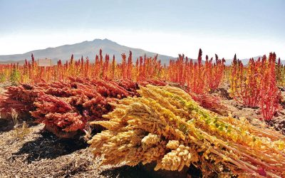 La Quinoa: El Tesoro que florece en Paraguay.