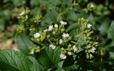 Producción de Stevia en Paraguay