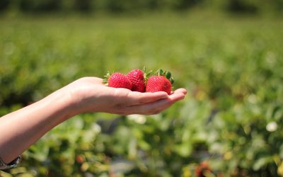 Cultivo de Frutillas: Guía Completa desde la Preparación del Suelo hasta la Cosecha