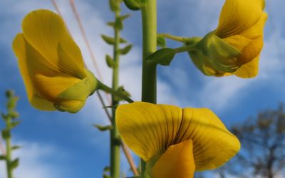 El Cultivo de Crotalaria en Paraguay: Una Alternativa Sostenible y Prometedora.