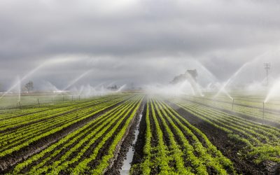 La irrigación en la Agricultura: La Sostenibilidad y Eficiencia