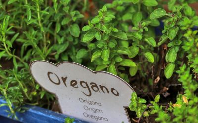 El Cultivo de Orégano en Paraguay: Usos, Beneficios y Perspectivas Futuras