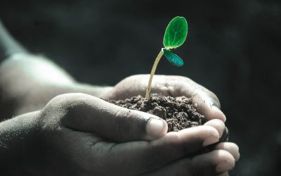 La Importancia del Análisis de Suelo en la Agricultura Moderna.